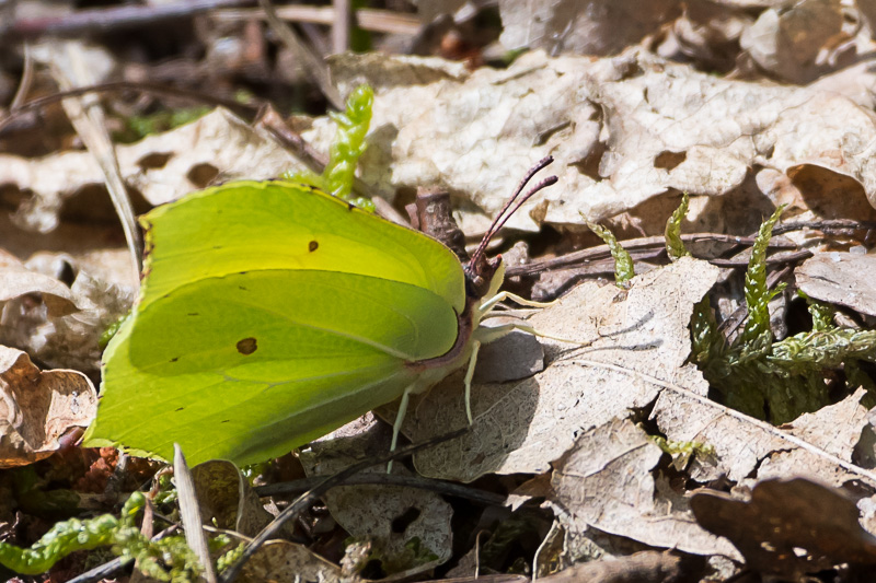 Brimstone